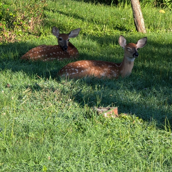 Meet your Posher, Donna - Picture 1 of 1